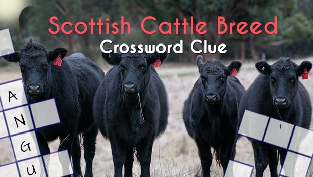 The Tale of Scottish Cattle Breeds: A Humorous Expedition